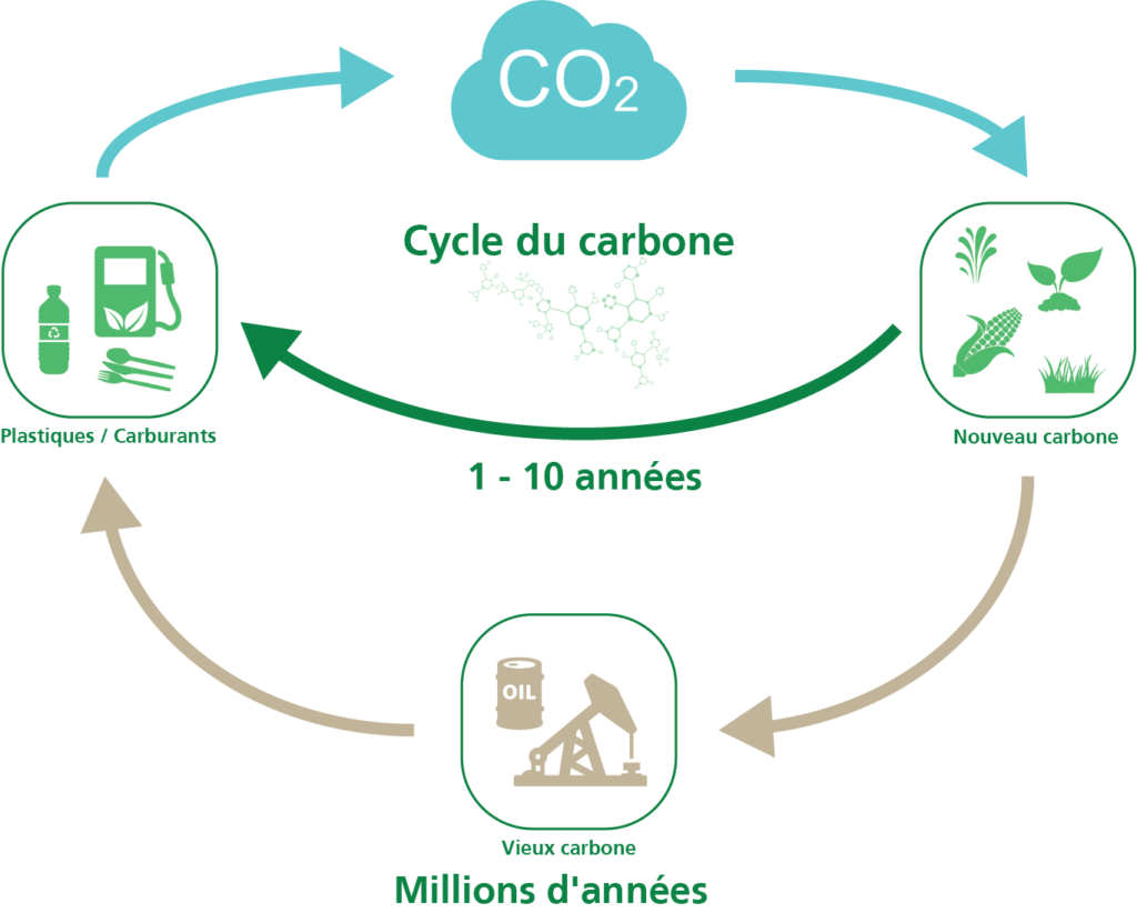 Bioplastiques 101. Modèle de cycle du carbone.